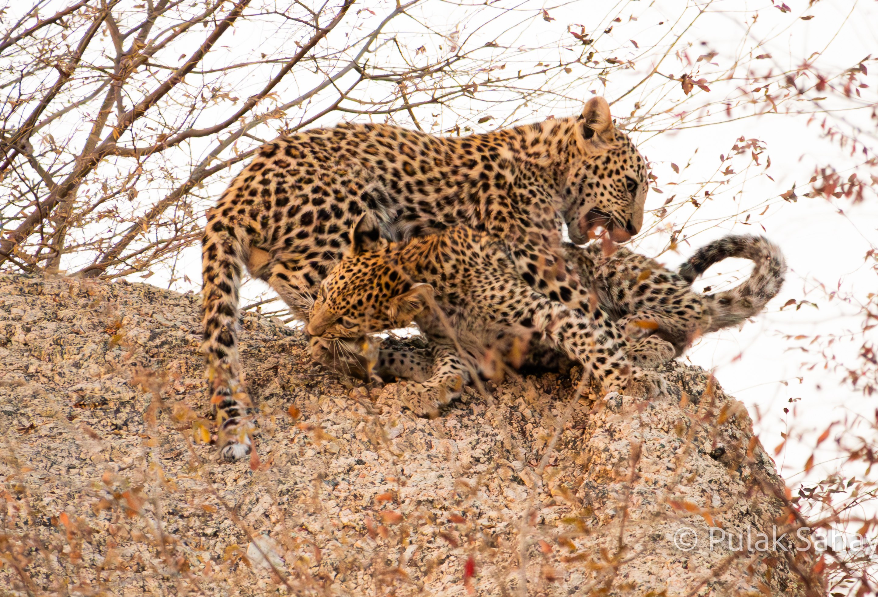 Cubs biting each other